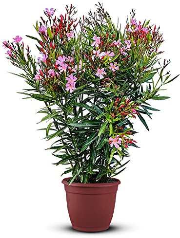 Tropictrees Nerium Oleander Pflanzen Winterhart mit Rosa Blüten, 120–140 cm Höhe, Winterharte Pflanzen für Garten, hitze- und trockenheitsresistenter Strauch