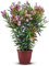 Tropictrees Nerium Oleander Pflanzen Winterhart mit Rosa Blüten, 120–140 cm Höhe, Winterharte Pflanzen für Garten, hitze- und trockenheitsresistenter Strauch