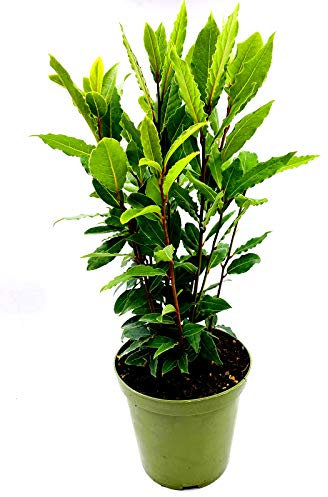 - echter Lorbeer - Italienischer XL Gewürzlorbeer - Laurus nobilis im 14 cm Topf 35-45cm 1stk.