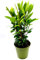 - echter Lorbeer - Italienischer XL Gewürzlorbeer - Laurus nobilis im 14 cm Topf 35-45cm 1stk.