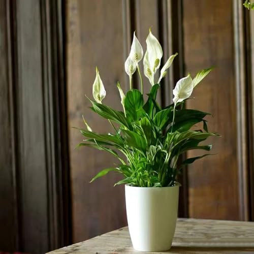 pianta di giglio pace - semi piante da giardino resistenti piante d'appartamento fiori primaverili decorazione vegetale decorazione vegetale rara piante da giardino semi di fiori 55pcs