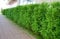 100 Thuja Brabant 20-40cm ohne Topf gemessen frisch vom Feld Gartenhecke Heckenpflanzen Immergrüner Lebensbaum