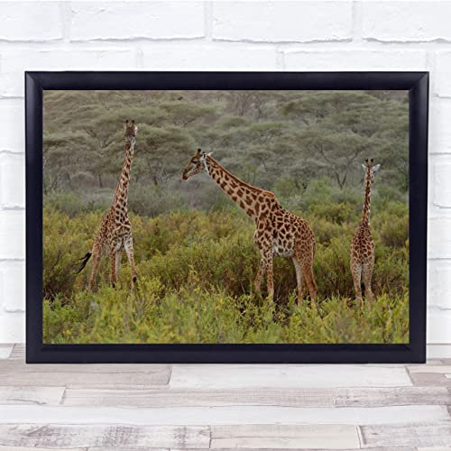 Fingerprint Designs Giraffes Humour Safari Arusha Mug Shot Plus Wall Art Print