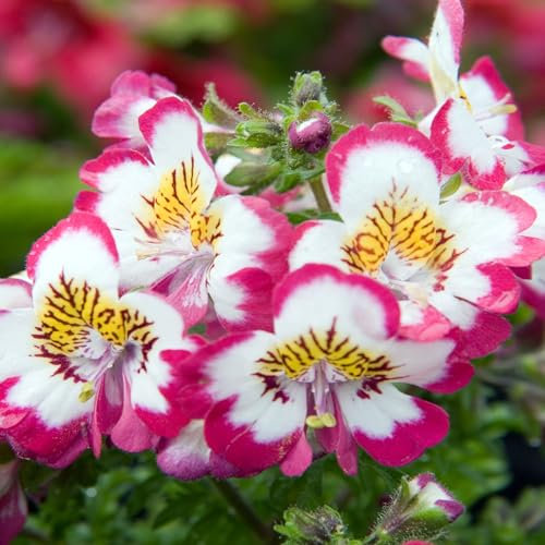250 Samen von Schmetterlingsblüten (Schizanthus wisetonensis) Orchidee der Armen – unbehandelt
