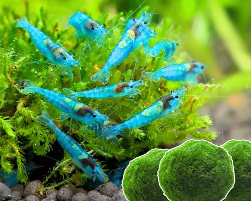 Garnelen 15x Neocaridina Set + 3X Mooskugel - Farbige Ziergarnelen für Leitungswasser - Pflegeleicht & vermehrungsfreudig - Mit Cladophora Algenkugeln als Filter & Versteck im Aquarium