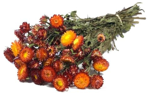 INNA-Glas Strohblumen Trockenstrauß ALMINKA, rot-orange, 50-60cm, Ø15cm | getrocknet - Getrockneter Strauß