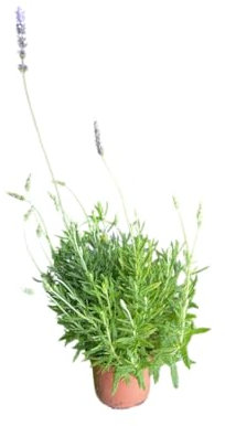 Planta de Lavanda Mediterránea Natural Ideal para Huertos y Jardines Aromáticos
