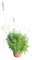 Planta de Lavanda Mediterránea Natural Ideal para Huertos y Jardines Aromáticos
