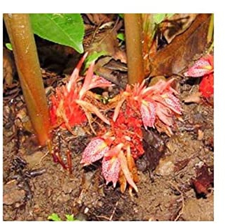 Stk - 5x Zingiber rubens Bengal Ingwer Staude Garten Pflanzen - Samen B499 - Seeds & Plants Shop by Ipsa