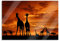 Pixxprint Glasbild, Wandbild aus Echtglas, Afrika Giraffen im Sonnenuntergang, 80x60 cm, inkl. Aufhängung und Abstandshalter