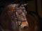 Horseware Rambo Micklem Diamante Competition Bridle Pony Black