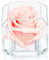 A 100% Real Rose That Lasts Years - Eternal Petals, Handmade in UK – White Gold Solo (Blush)