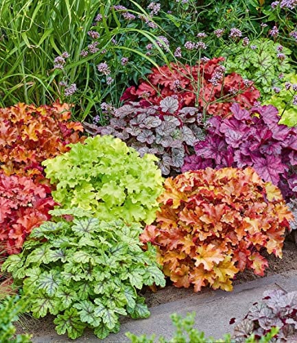 BALDUR Garten Heuchera-Mix 'Farbenpracht',5 Pflanzen, leuchtstarke Blattschmuck-Stauden, bilden immergrüne Teppiche, winterhart, mehrjährig, pflegeleicht, ideal für Garten & Beet