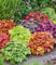 BALDUR Garten Heuchera-Mix 'Farbenpracht',5 Pflanzen, leuchtstarke Blattschmuck-Stauden, bilden immergrüne Teppiche, winterhart, mehrjährig, pflegeleicht, ideal für Garten & Beet