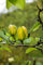 Magnolia 'Green Bee' 60-80 cm - Magnolie, grüne Blüten, Blütezeit April-Mai, ideal für Rabatten, bienenfreundlich, winterhart