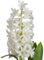 90 graines de fleurs de jacinthe