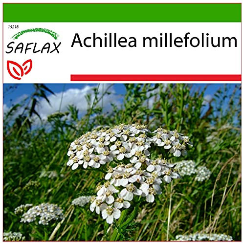 SAFLAX - Heilpflanzen - Schafgarbe - 200 Samen - Mit keimfreiem Anzuchtsubstrat - Achillea millefolium