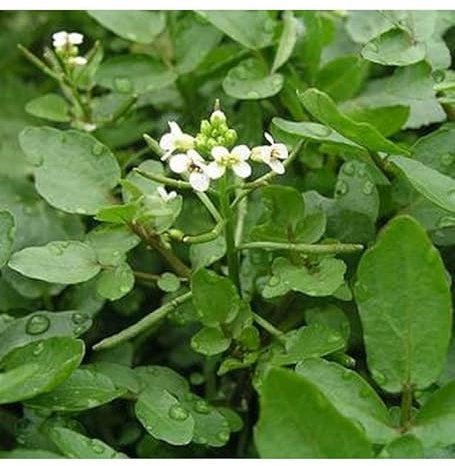 Sachet de graines de Cresson de Fontaine à large feuille - 2 g - légume feuille - LES GRAINES BOCQUET
