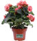 Pianta di Begonia Elatior pianta da interno pianta fiorita in vaso pianta ornamentale pianta da arredo pianta da appartamento pianta vera venduta da eGarden.store (Rosa)