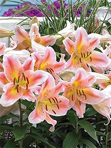 5x Lilium Lambada | Bulbi di giglio | Mix di colori |Bulbi da Fiore| piante di colore misto- bulbi lilium gigante