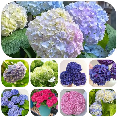 semi di ortensia resistenti - pianta da balcone fiori da balcone fiori primaverili ortensie piante resistenti semi di piante rampicanti per tetti verdi giardino prato fiorito perenni 550pcs