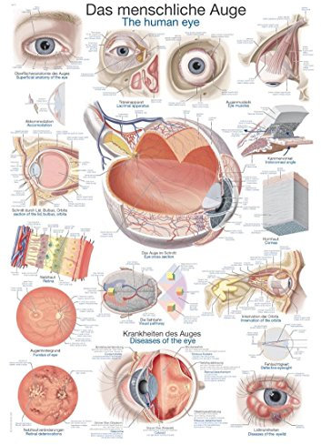 anatomische Lehrtafel Das menschliche Auge Anatomie Poster Lehrposter 70x100cm