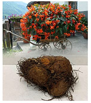 Bertinii Trailing Begonia Tuberous Orange Bulbs/Corms Size 20/- (Large Bulbs) for Hanging Baskets, Garden & Tubs Stunning Summer Flowering Plant : - by GARTHWAITE NURSERIES® : - UK Stockist