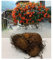 Bertinii Trailing Begonia Tuberous Orange Bulbs/Corms Size 20/- (Large Bulbs) for Hanging Baskets, Garden & Tubs Stunning Summer Flowering Plant : - by GARTHWAITE NURSERIES® : - UK Stockist