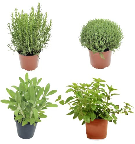 Hierbas Provenzales en Maceta: Orégano, Salvia, Romero y Tomillo Plantas para Cocinar Plantas Naturales