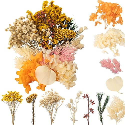 LAUMOE Trockenblumen, Getrocknete Blumen, Trockenblumen Zum Basteln Trockenblumen Klein Trockenblumen Set für Kunst DIY Harz Scrapbooking Handwerk Karten Machen (Stil 2)