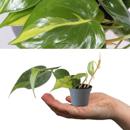 Carbeth Plants Philodendron scandens Brasil - Sweetheart Plant (2 Plants)