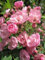 Strauchrose Heavenly Pink® - Rosa Heavenly Pink® - rosa - Duft+ - Moschata-Rose