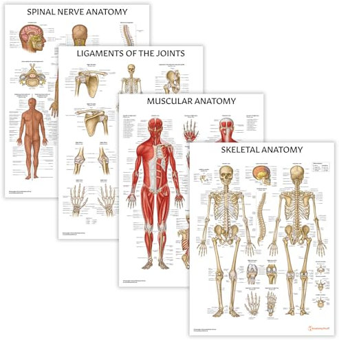 Anatomisches Poster für Physiotherapie, 45 x 60 cm, Muskel-, Skelettgelenke und Wirbelsäulennerven, Anatomie und Physiologie, Physio-Wanddisplay