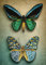 DIAMOND DOTZ Painting, Intermediate Kit, DD9, Antique Butterflies, 37 x 51.5cm