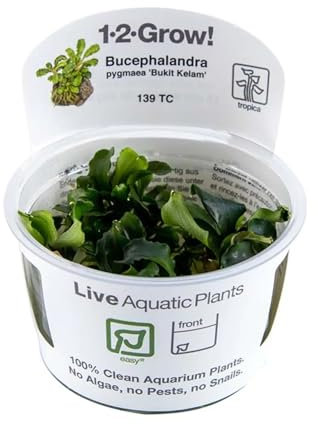 Tropica Bucephalandra pygmaea Bukit Kalem 1-2-GROW!
