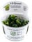 Tropica Bucephalandra pygmaea Bukit Kalem 1-2-GROW!