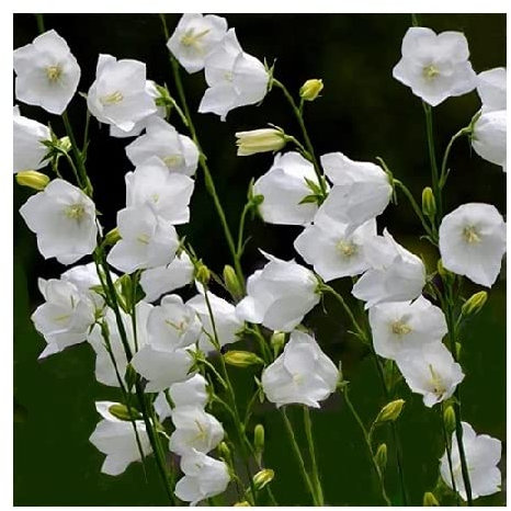 PlantGenesis Campanula persicifolia 'White' / White Fairy Bell Flower / Hardy Perennial / Seeds