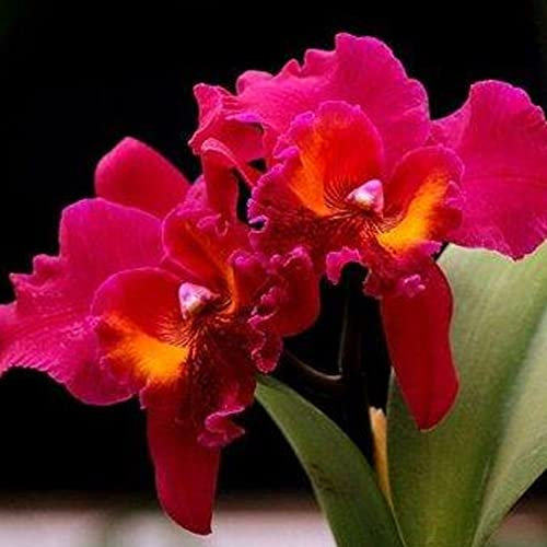 Haloppe 50 Stück rote Cattleya Hybrida Blumen Pflanzensamen für die Bepflanzung des Hausgartens, Cattleya Hybrida Samen duftende rote Orchideen-Setzlinge für die Terrasse 50 Stück