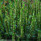 Agastache 'Green Candele' Verdi Poker Agastache Nepetoides perenne 50 Semi:Seeds