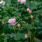 5 pcs lotus samen（lotusblume，seerose） teichpflanzen winterhart saatgut pflanzen samen stauden winterhart mehrjährig deko garten wasserpflanzen miniteich schwimmende teichdeko seerosen