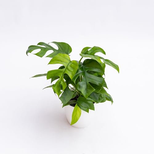 Pianta vera di Monstera minima - Diametro Vaso Ø 12 cm
