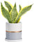 Ekirlin 16cm Plant Pot - Ceramic Flower Planters Indoor - Modern Succulents Containers with Drain Hole Saucer, Decorate Home, Office & Outdoor (Grey)