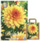 Interflowers Dahlien Knollen Blumenzwiebeln Dahlia Bunte Auswahl im Mix für Sommer Blume Knolle Blumezwiebel Set in Bio Geschenkverpackung Blüten mehrjährig (3X Dahlie Noordwijks Glory)