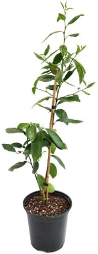 Árbol de Lima Frutal Natural - Disfruta de Limas Frescas Todo el Año