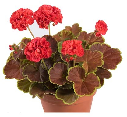 Upright Geranium Caramel Red - 6 Starter Plants 6 Vibrant Basket Plants. Perfect for containers. Vibrant Flowers for The Garden or Balcony. Pelargoniums.