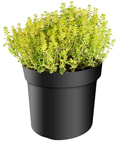 mgc24 Thymian, Citriodorus Aureus, Zitronenthymian, frische Gärtnerqualität, mediterran, Küchenkräuter im 14er Topf, winterhart, mehrjährig, perfekt für den Kräutergarten, 1 Pflanze