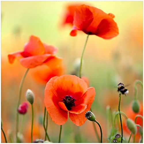 Wallario Glasbild Mohnblumenblüten - 30 x 30 cm Wandbilder Glas in Premium-Qualität: Brillante Farben, freischwebende Optik