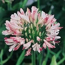Aamish 100 Stück AGAPANTHUS African Lily rosa Blumensamen