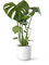 Monstera Deliciosa o Costilla de Adán | Planta natural de interior estilo tropical con altura 55-65 cm - Maceta del 17ø | April Plants
