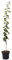Säulenpflaume Galactica einjähriger schmaler Pflaumenbaum gelbe Pflaume 120-170 cm im 7,5 Liter Topf Unterlage St. Julien A